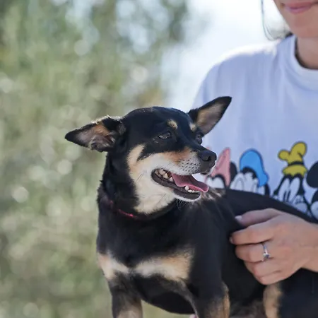 Affittacamere Glarakia 4*